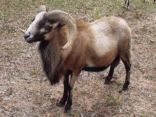 Bencal Farm Barbado and Painted Desert sheep Texas