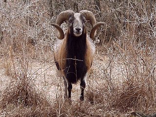 Bencal Farm Barbado and Painted Desert sheep Texas