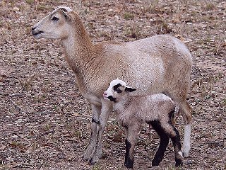 Bencal Farm Barbado and Painted Desert sheep Texas