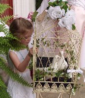 Wedding Dove Release