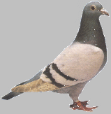 Pigeon