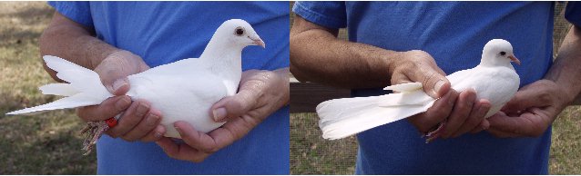 Rock dove and ringneck dove